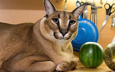 floppa|12 Fascinating Facts About Floppa .